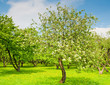 Apple garden