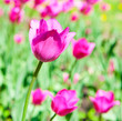 The tulips
