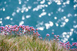 Photo: Sea pinks - thrift - against a sparkling sea Sea pinks - thrift - against a sparkling sea