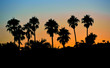Tropical palm trees