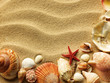 Sea shell on sand