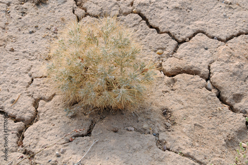 Photo: Thorn Plant ion Stony Soil Thorn Plant ion Stony Soil