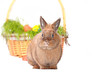 Osterhase vor Osterkorb