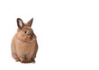 Osterhase freigestellt