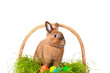 Osterhase im Korb