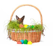 Osterhase versteckt sich