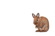 Osterhase putzt sich - freigestellt