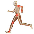 High resolution conceptual 3D human for anatomy High resolution conceptual 3D human for anatomy