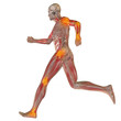 High resolution conceptual 3D human for anatomy High resolution conceptual 3D human for anatomy