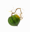 Small Winter Squash Trailing Dead Vine