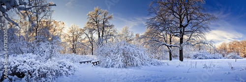 Photo: Winter panorama of a park at sunny day Winter panorama of a park at sunny day