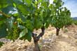 Vineyard in France