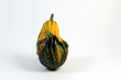 Zucca ornamentale Zucca ornamentale