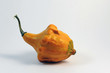 Zucca ornamentale Zucca ornamentale