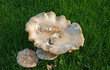 Mushroom