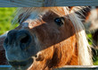 Shetland Pony