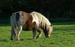 Shetland Pony