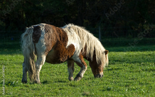 Photo: Shetland Pony Shetland Pony