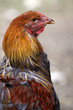 Brahma-Huhn