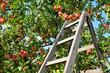 Äpfel ernten