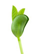 Soybean seedling