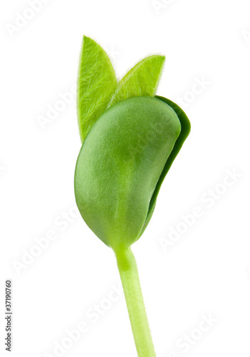 Photo: Soybean seedling Soybean seedling