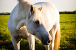 camargues horse