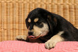 Hundewelpe auf Sofa