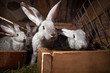 Young rabbits popping out of a hutch Young rabbits popping out of a hutch