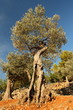 old olive tree