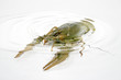 river crayfish in water as illustration fauna river crayfish in water as illustration fauna