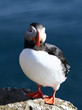 puffin
