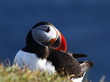 puffin