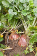 plant of rutabaga