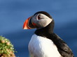 puffin