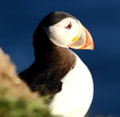puffin