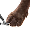 Pets pedicure - claw trimming