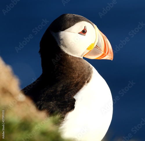 Foto: puffin puffin
