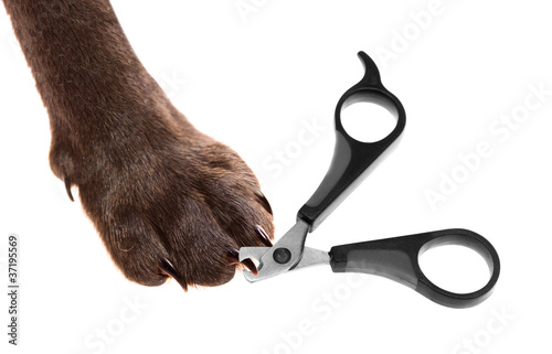 Photo: Claw scissors and a paw with claws Claw scissors and a paw with claws