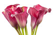 beautiful flowers beautiful flowers