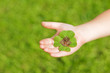 clover