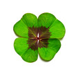 clover