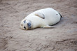 Newly Born Grey Seal Pup At Donna Nook