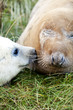 Grey Seal Mother And Pup