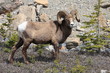 Bock