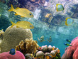 Corals under water surface Corals under water surface