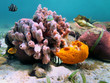 Sea sponges and tropical fish Sea sponges and tropical fish