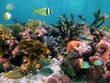 Tropical fish in the corals