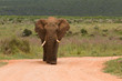 Elefant in graslandschaft Elefant in graslandschaft