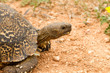 schildkröte schildkröte